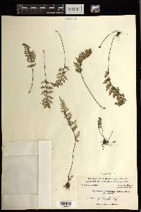 Myriopteris alabamensis image