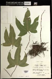 Bommeria elegans image