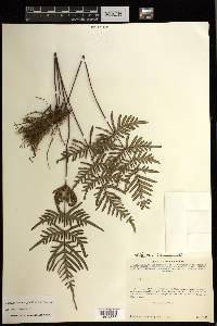 Mildella intramarginalis image