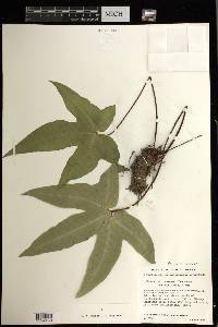Bommeria elegans image