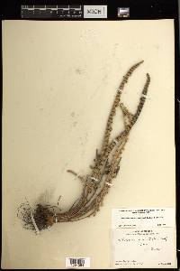 Astrolepis integerrima image