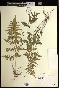 Cheilanthes lozanoi image