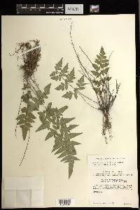 Cheilanthes lozanoi image