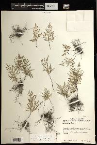 Gaga angustifolia image