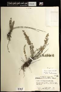 Myriopteris aurea image