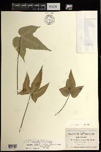 Bommeria elegans image