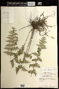 Cheilanthes lozanoi image