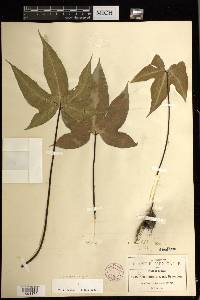Bommeria elegans image