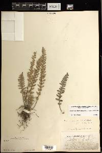 Astrolepis crassifolia image