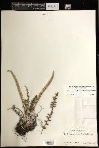 Astrolepis crassifolia image