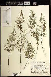 Gaga angustifolia image