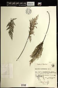 Gaga angustifolia image