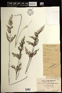 Cheilanthes tenuifolia image