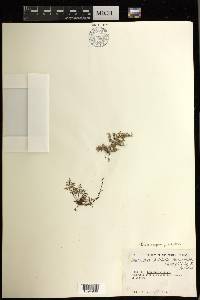 Oeosporangium pulchellum image