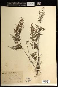 Cheilanthes tenuifolia image