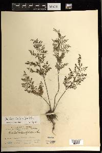 Cheilanthes tenuifolia image