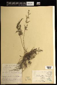 Cheilanthes tenuifolia image