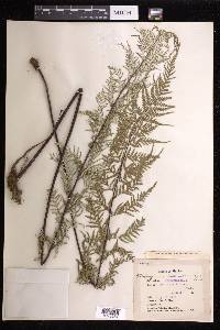 Pityrogramma calomelanos image