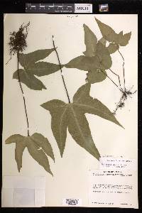 Bommeria elegans image