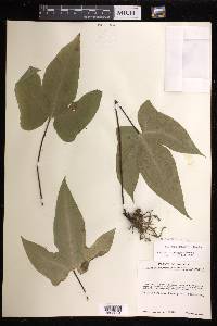 Bommeria elegans image