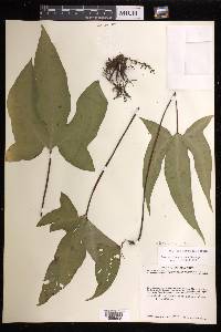 Bommeria elegans image