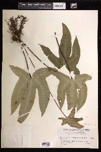 Bommeria elegans image