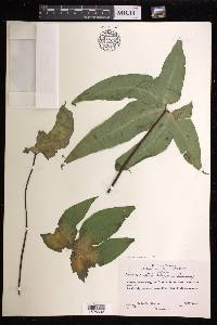 Bommeria elegans image