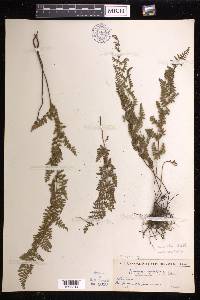 Tryonia myriophylla image