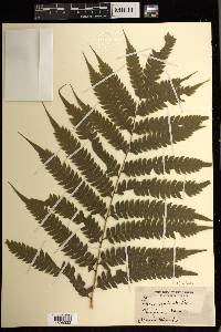 Pteris arborea image