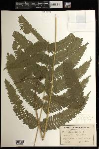 Pteris biaurita image