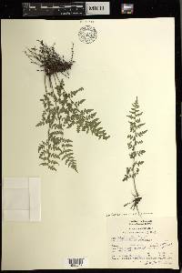 Cheilanthes lozanoi image