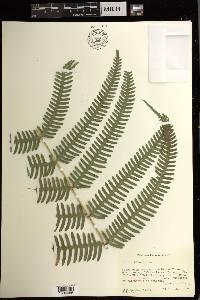 Pteris biaurita image