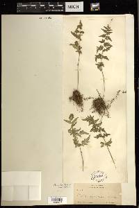 Cheilanthes lozanoi var. seemannii image