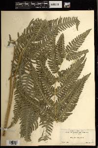 Pteris biaurita image