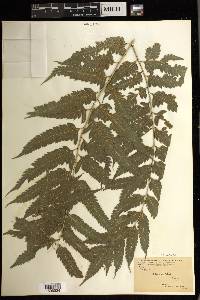 Pteris arborea image