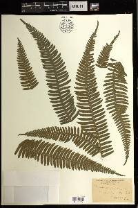 Pteris biaurita image