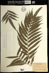 Pteris arborea image