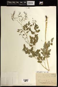 Llavea cordifolia image