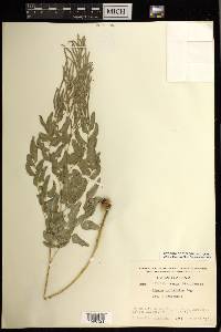 Llavea cordifolia image