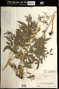 Llavea cordifolia image