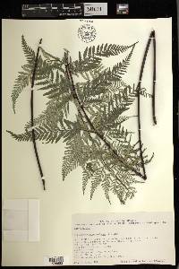 Pityrogramma calomelanos image