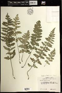 Cheilanthes lozanoi var. seemannii image