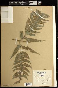 Pteris arborea image