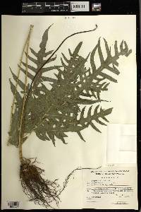 Pteris arborea image