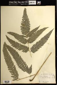 Pteris arborea image