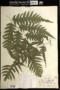 Pteris arborea image