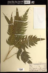 Pteris arborea image