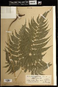 Pteris coriacea image