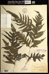 Pteris arborea image