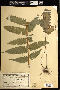 Pteris arborea image